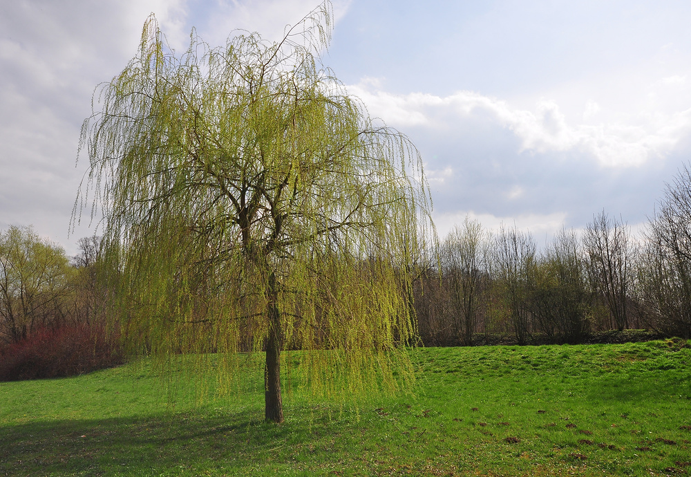 Frühlingsspaziergang am See,,,,,,,,,,,,,