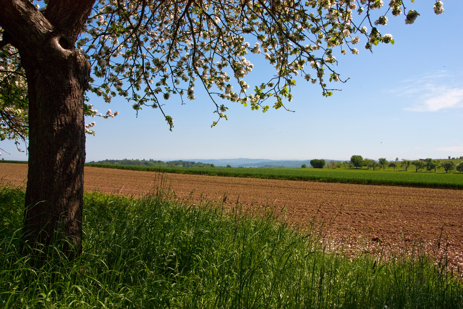 Frühlingsspaziergang an Pfingstsonntag - Blick zum Hoherodskopf