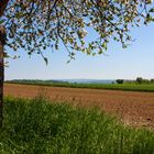 Frühlingsspaziergang an Pfingstsonntag - Blick zum Hoherodskopf