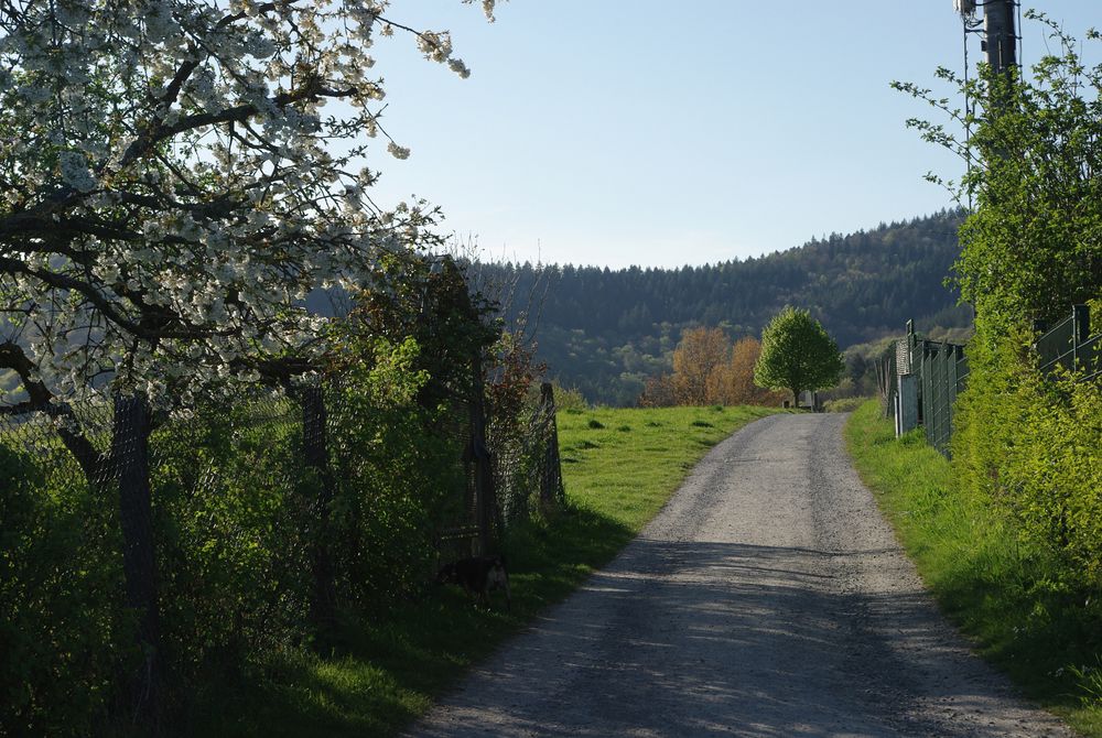 Frühlingsspaziergang