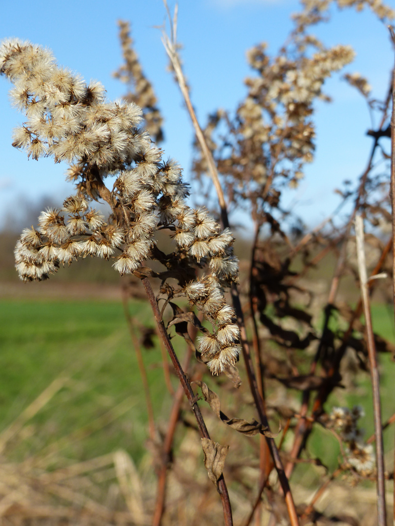 Frühlingsspaziergang