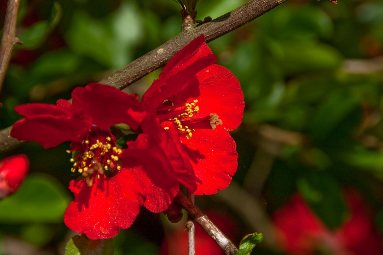 Frühlingsspaziergang durch den unteren Kurpark von Bad Salzhausen - Rot