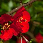 Frühlingsspaziergang durch den unteren Kurpark von Bad Salzhausen - Rot