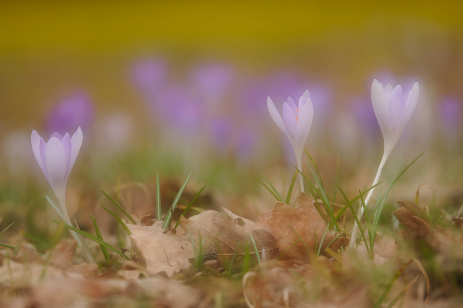 Frühlingsspaziergang "Großer Garten"