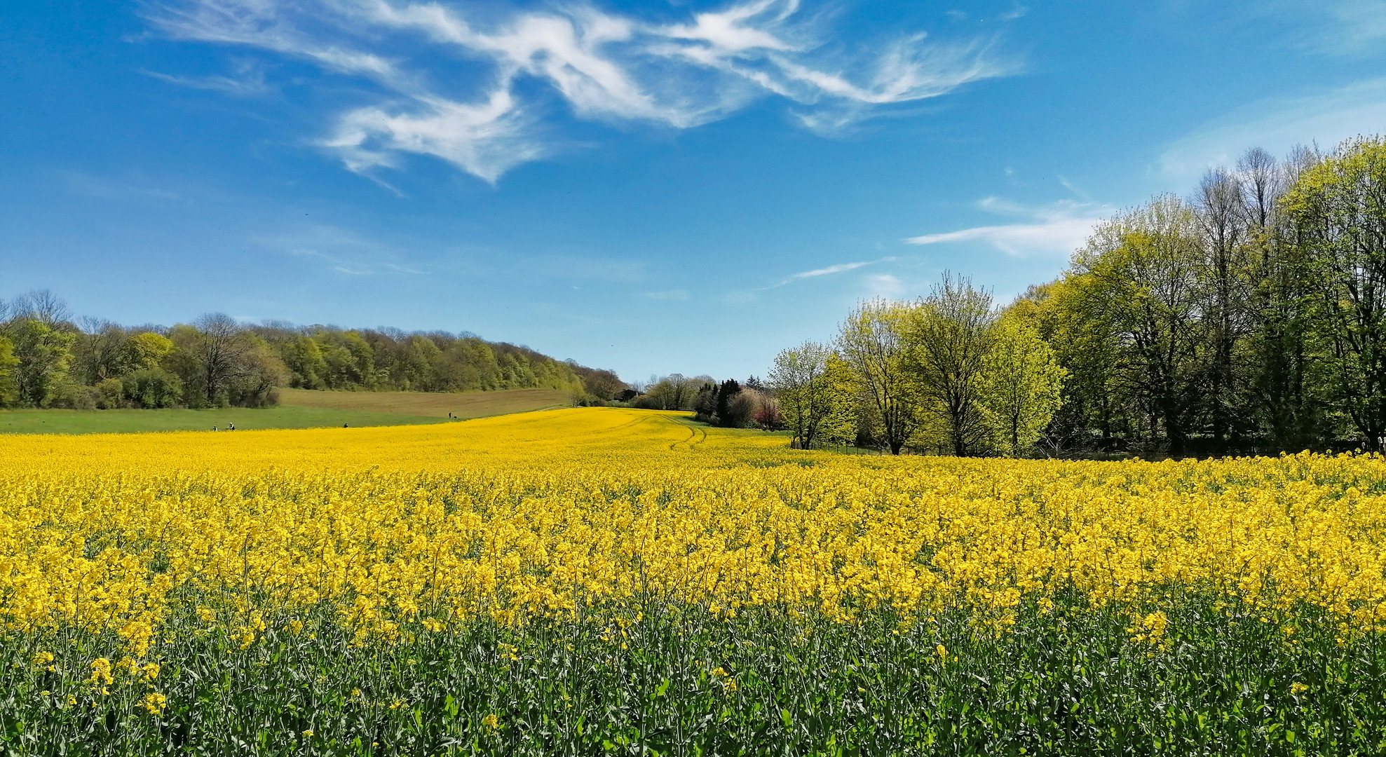 Frühlingsspaziergang in Bad Harzburg