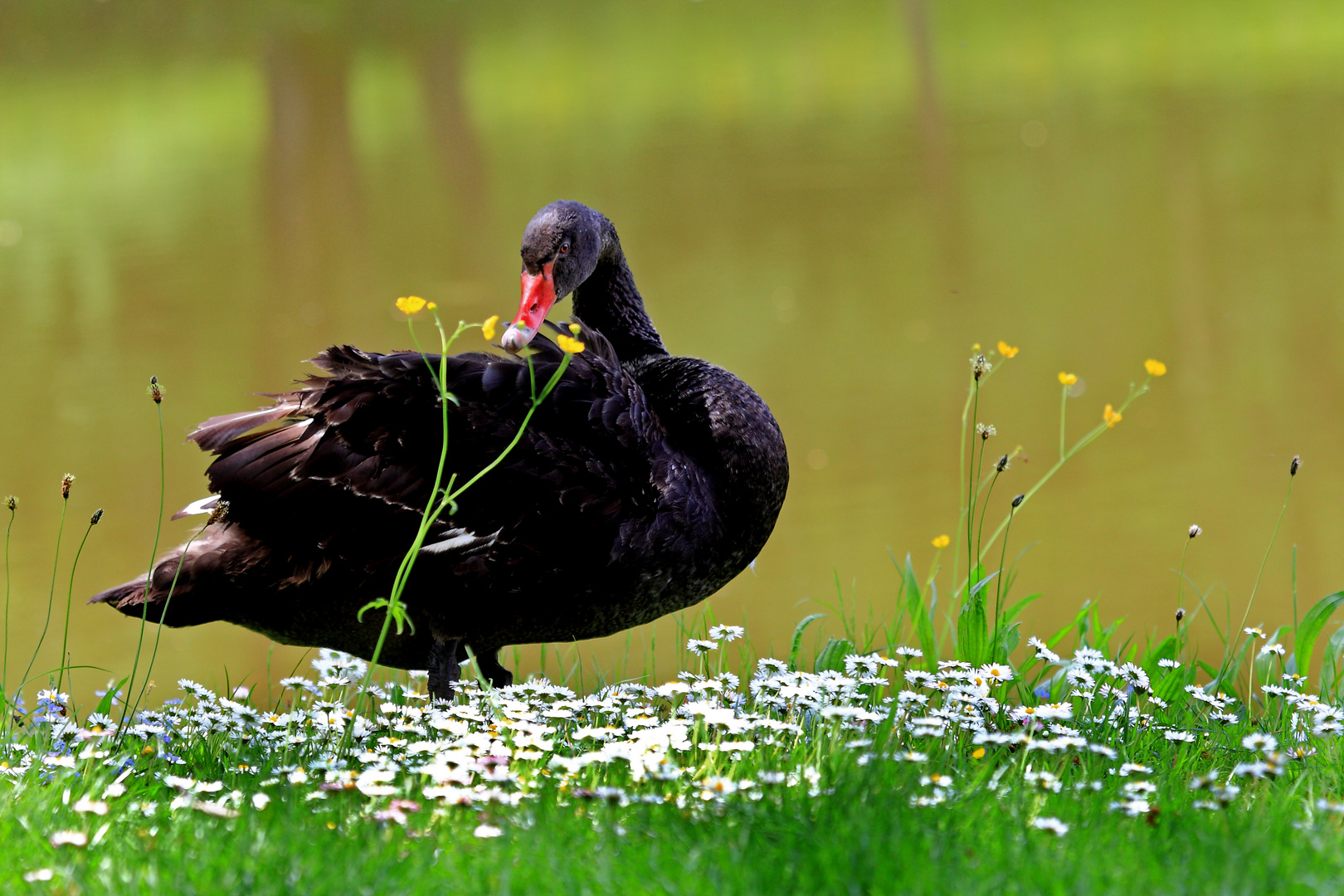 Frühlingsspaziergang in der Rosenau.