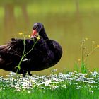 Frühlingsspaziergang in der Rosenau.