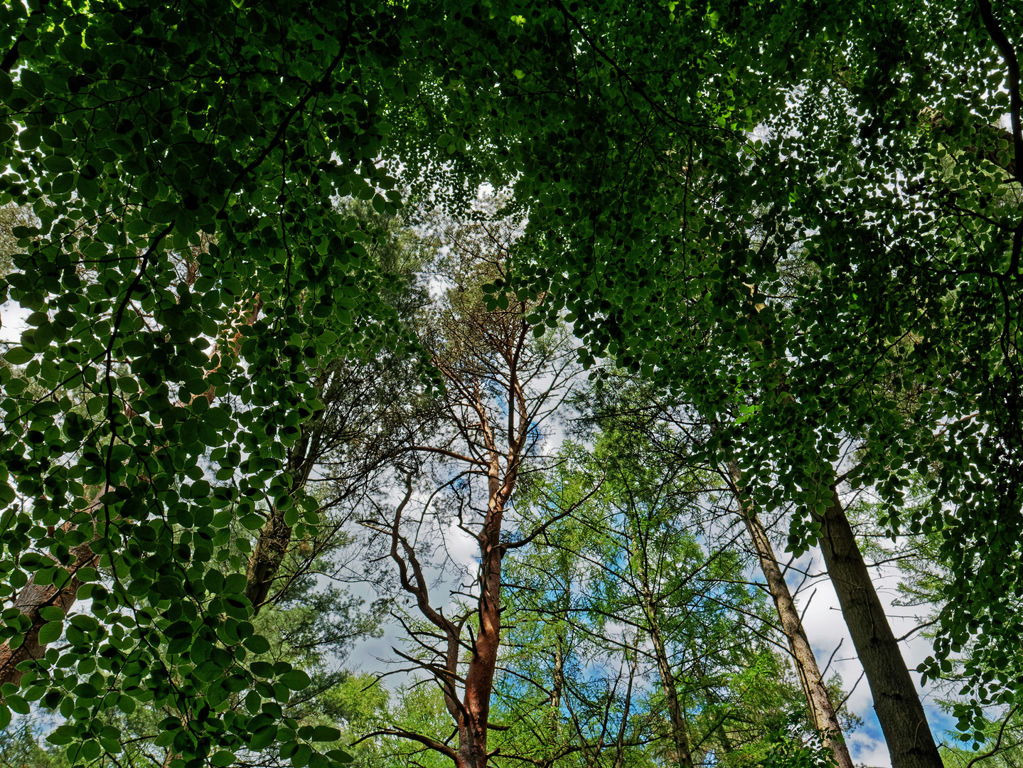 Frühlingsspaziergang Kiefer