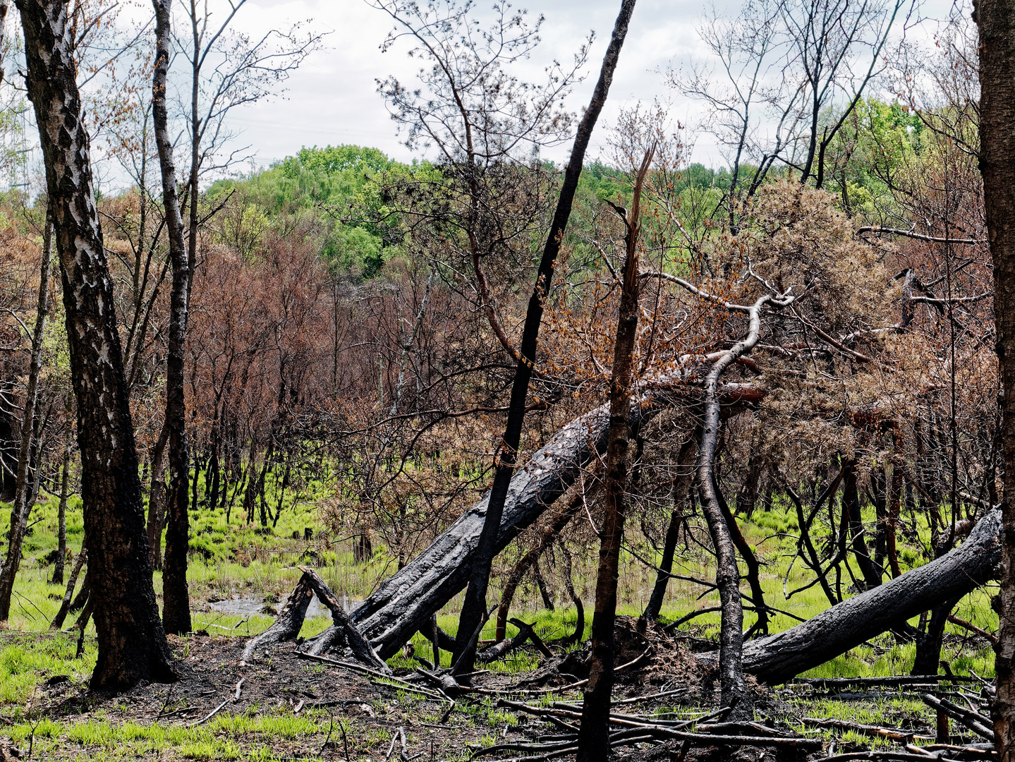 Frühlingsspaziergang nach dem Waldbrand 2