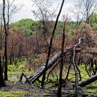 Frühlingsspaziergang nach dem Waldbrand 2