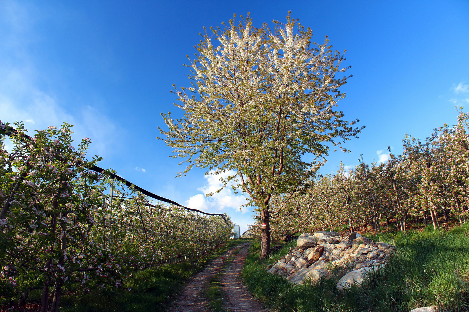 Frühlingsspaziergang No.2