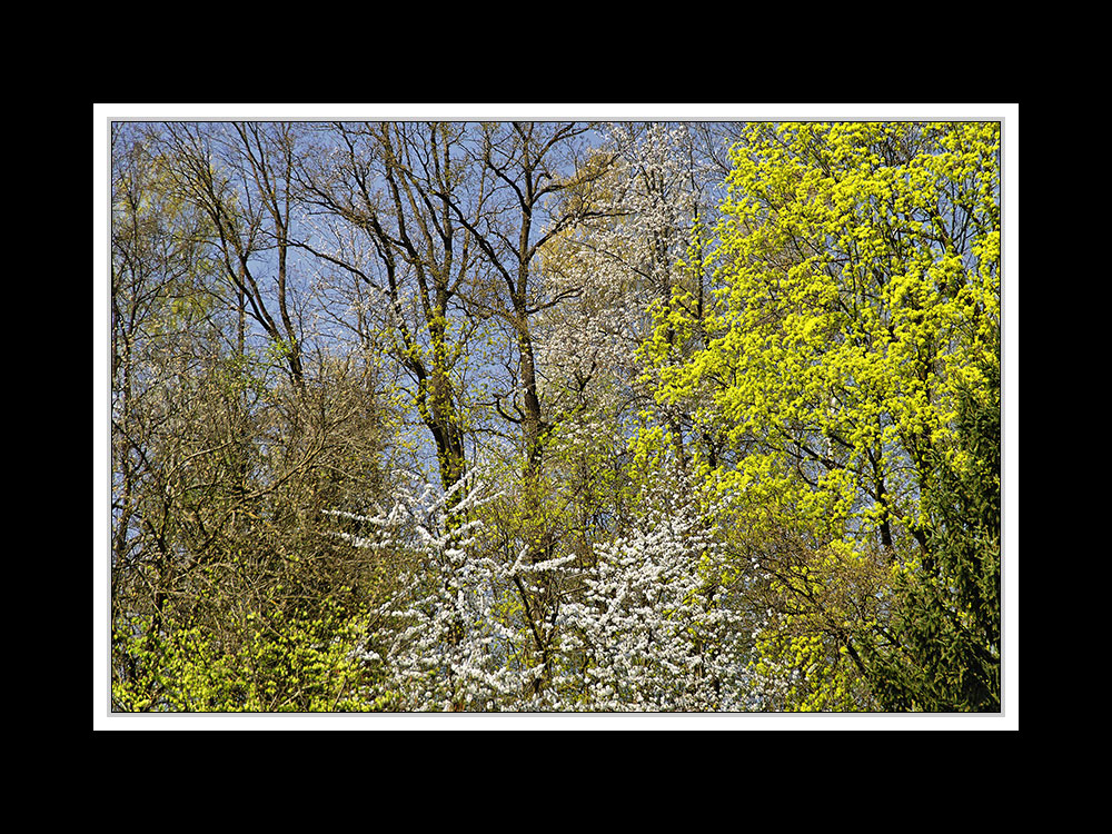 Frühlingsspaziergang von Neu- nach Altötting 07