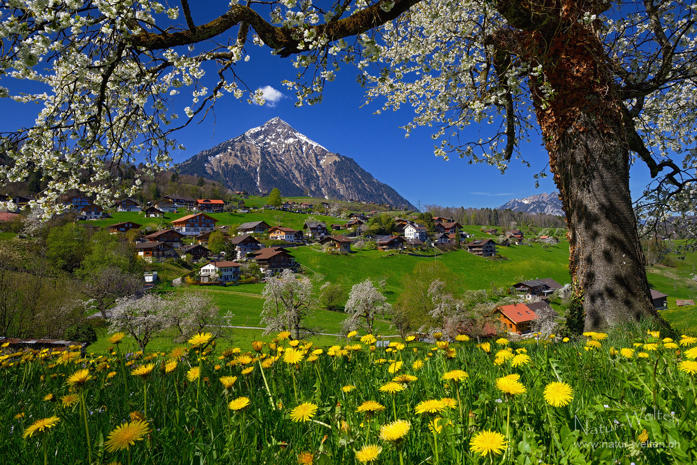 Frühlingsspaziergang Zuhause