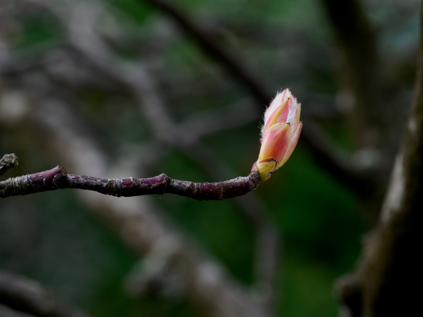 Frühlingsspaziergang5