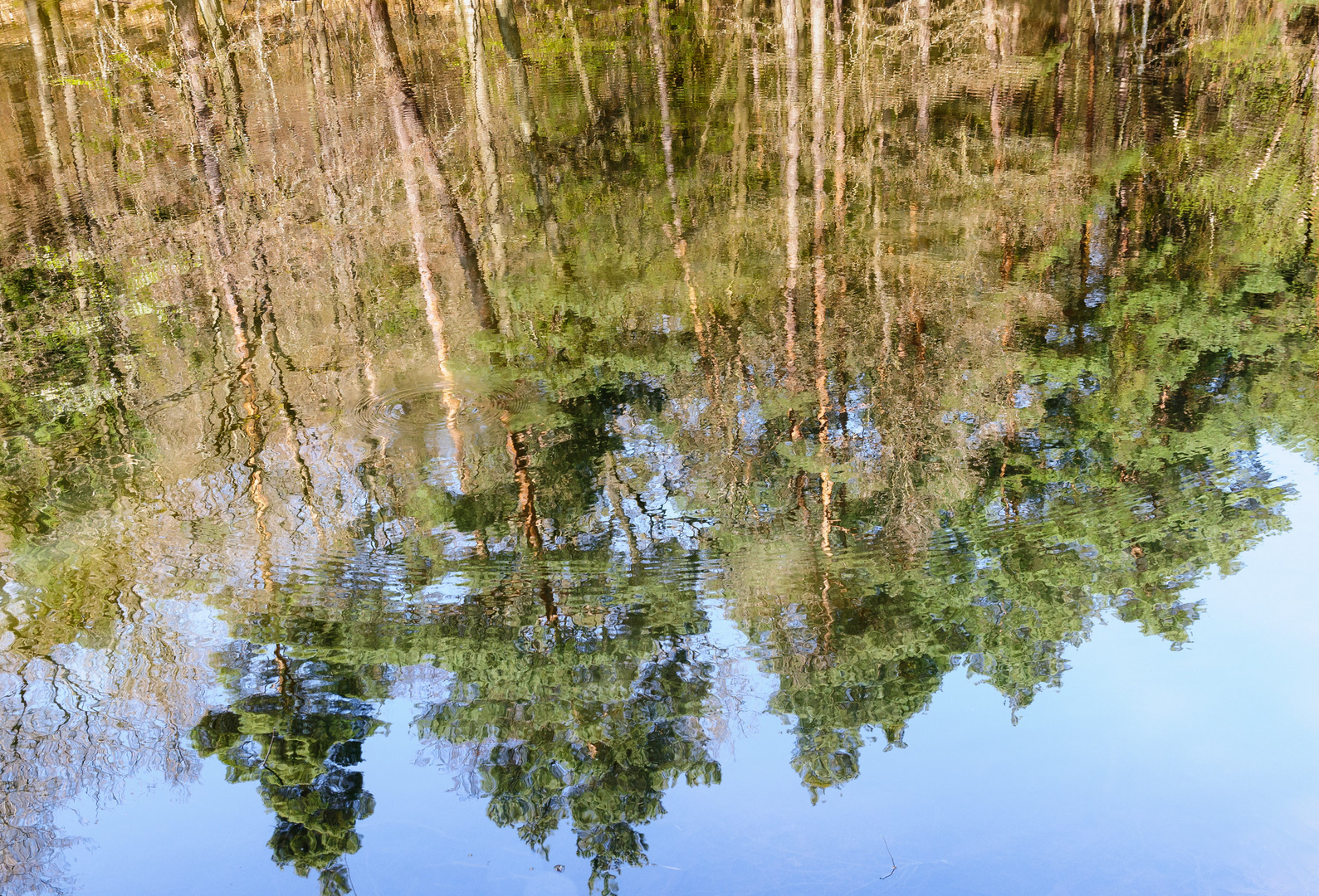 Frühlingsspiegel im Waldsee