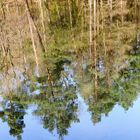 Frühlingsspiegel im Waldsee