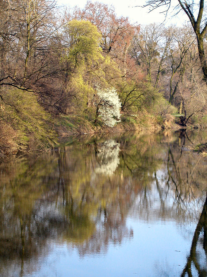 Frühlingsspiegelei