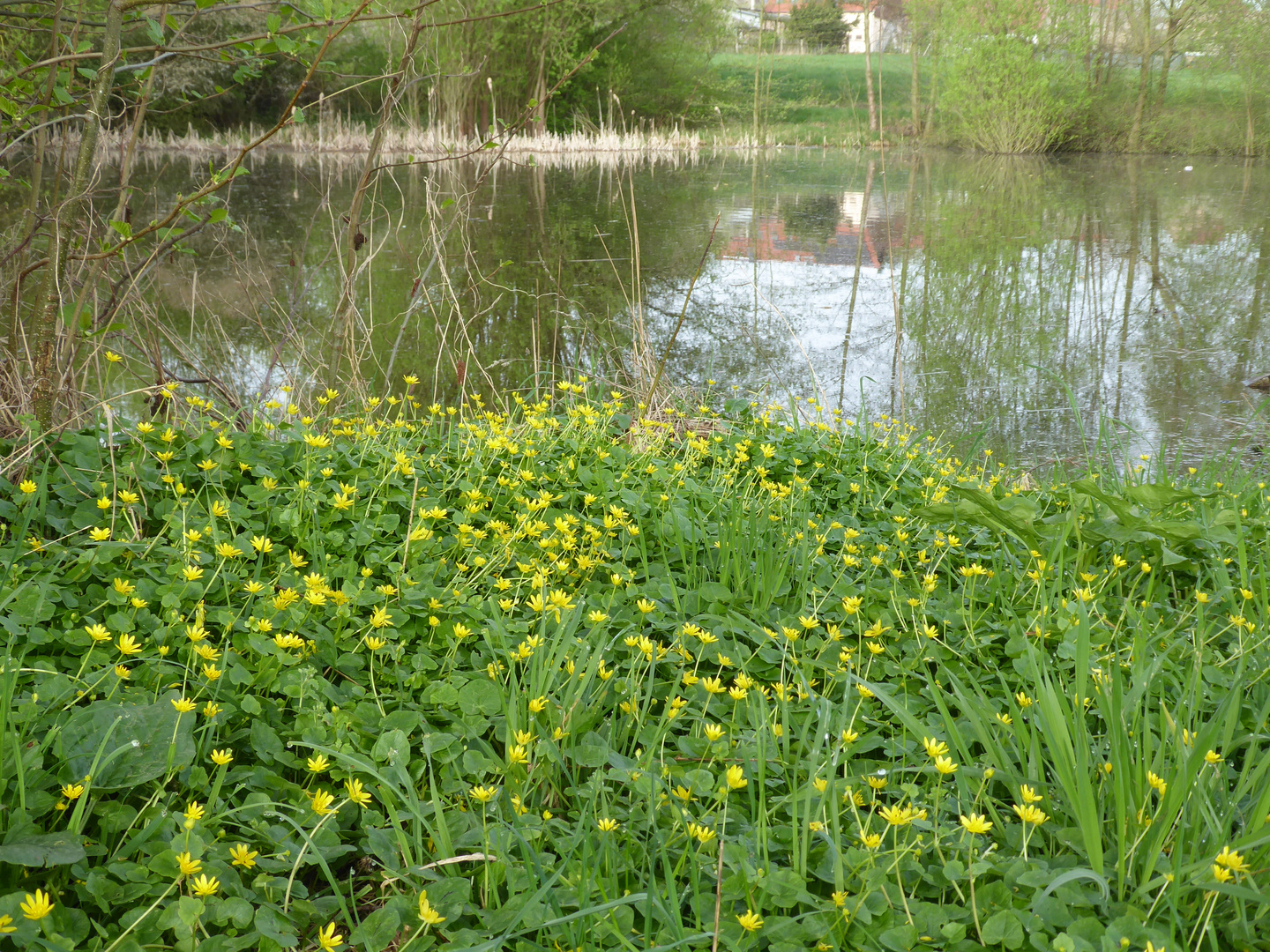 Frühlingsspiegelung am Dorfteich