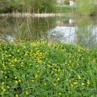 Frühlingsspiegelung am Dorfteich