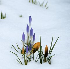 Frühlingsspitzen