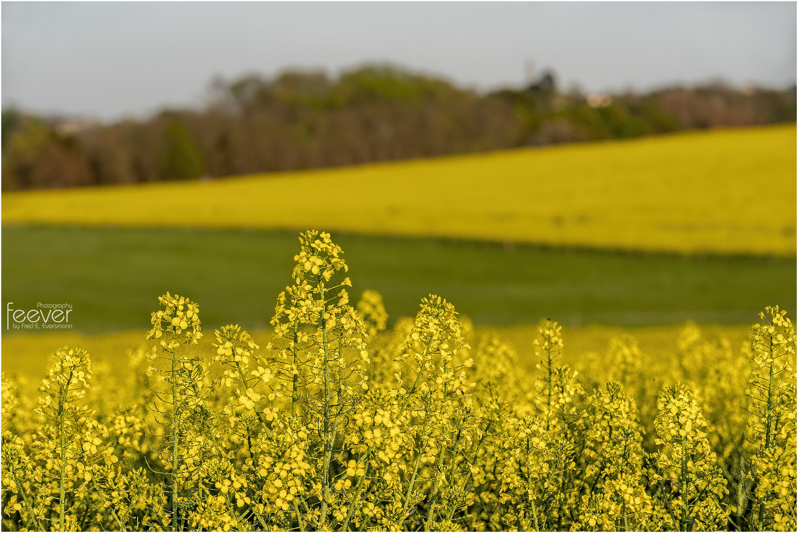 Frühlingsspuren #2: Gelbe Felder