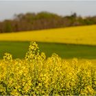 Frühlingsspuren #2: Gelbe Felder