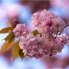 Frühlingsspuren #3: Cherry Blossom