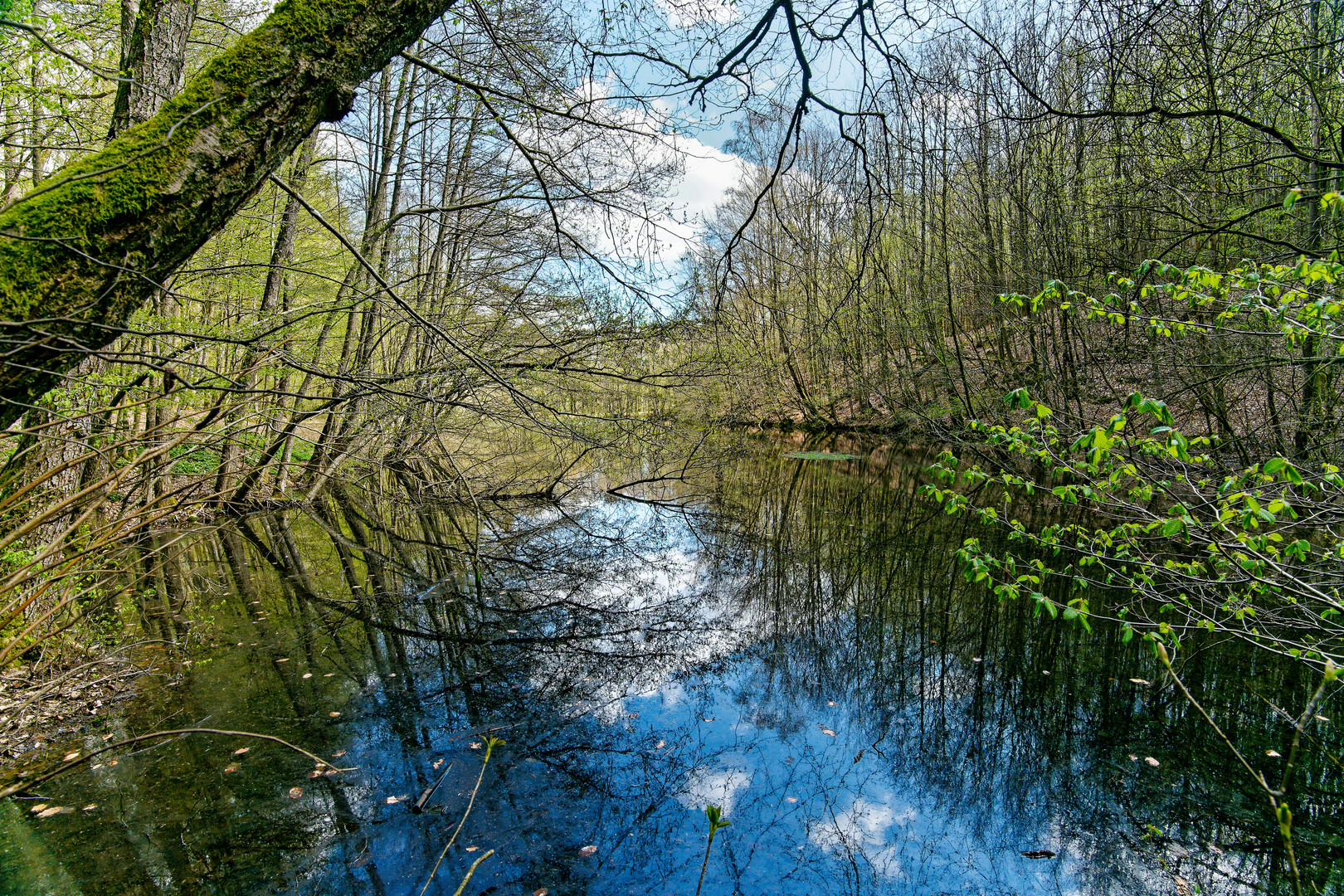 Frühlingsstart am namenlosen Waldteich