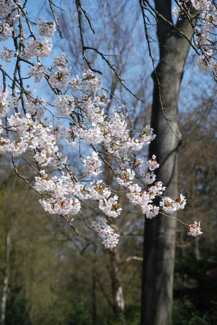 Frühlingsstart III