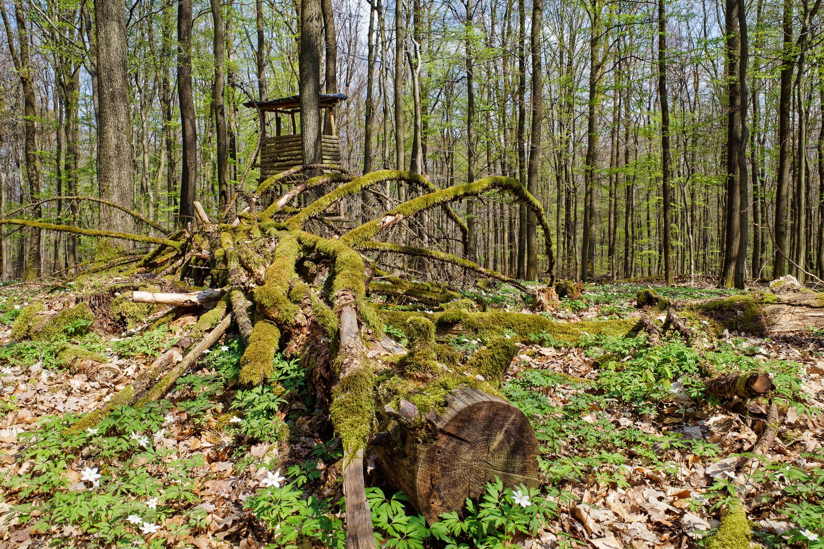 Frühlingsstart im Laubwald  (2)