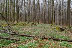 Frühlingsstart im Wald (2)