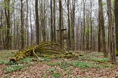 Frühlingsstart im Wald (3)