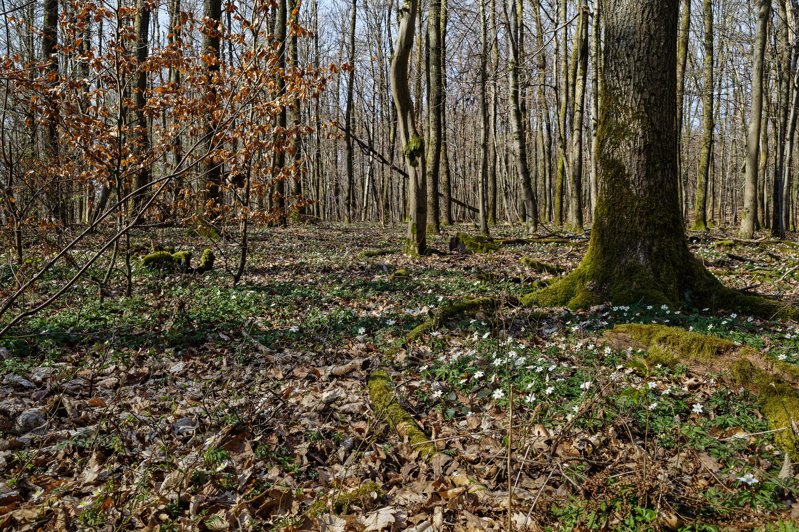 Frühlingsstart im Wald