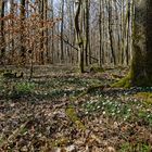 Frühlingsstart im Wald