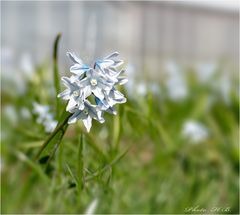 Frühlingssternchen