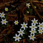 Frühlingssterne