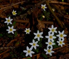 Frühlingssterne