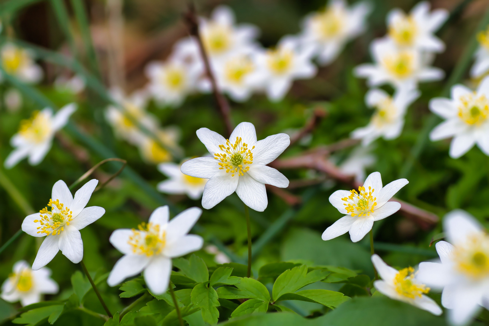 Frühlingssterne