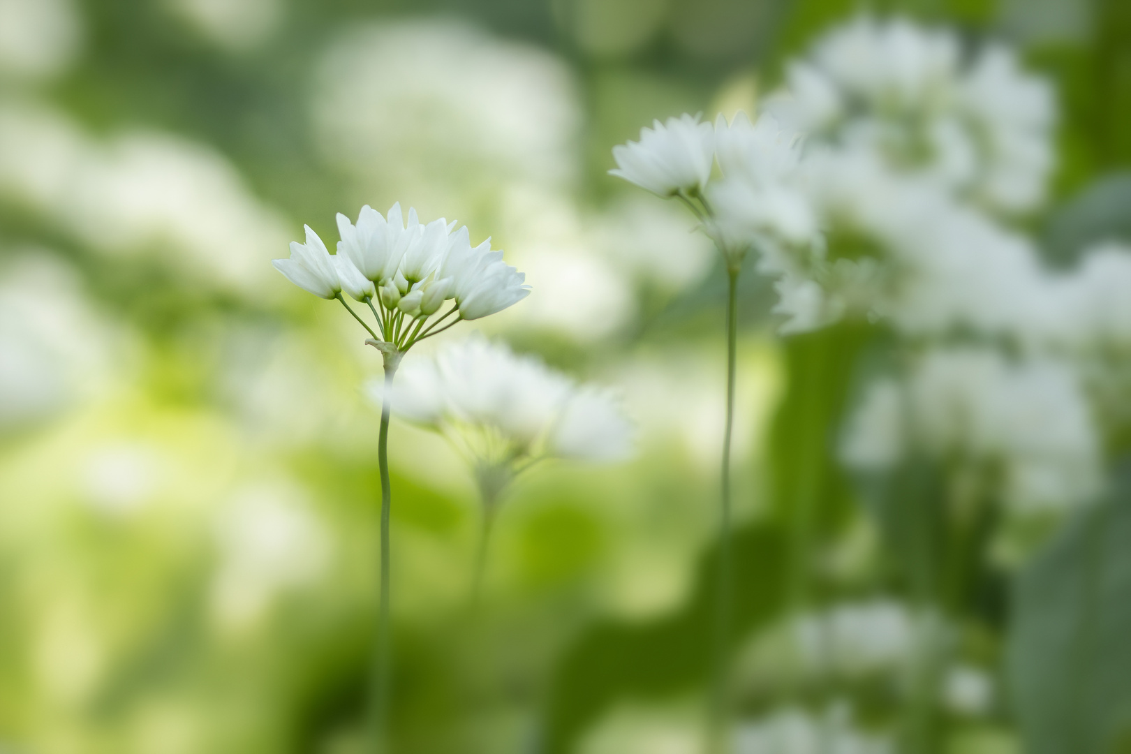 Frühlingssterne