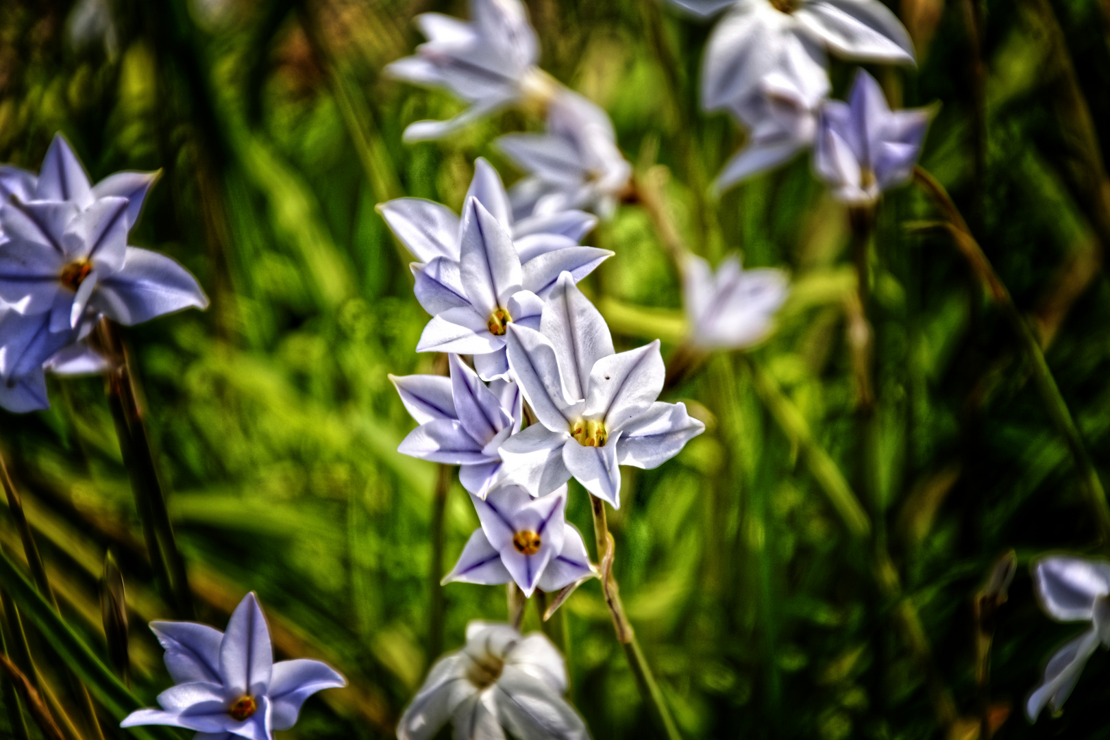 Frühlingssterne im Botanischen Garten in Göttingen