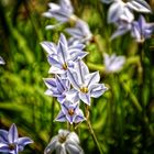 Frühlingssterne im Botanischen Garten in Göttingen