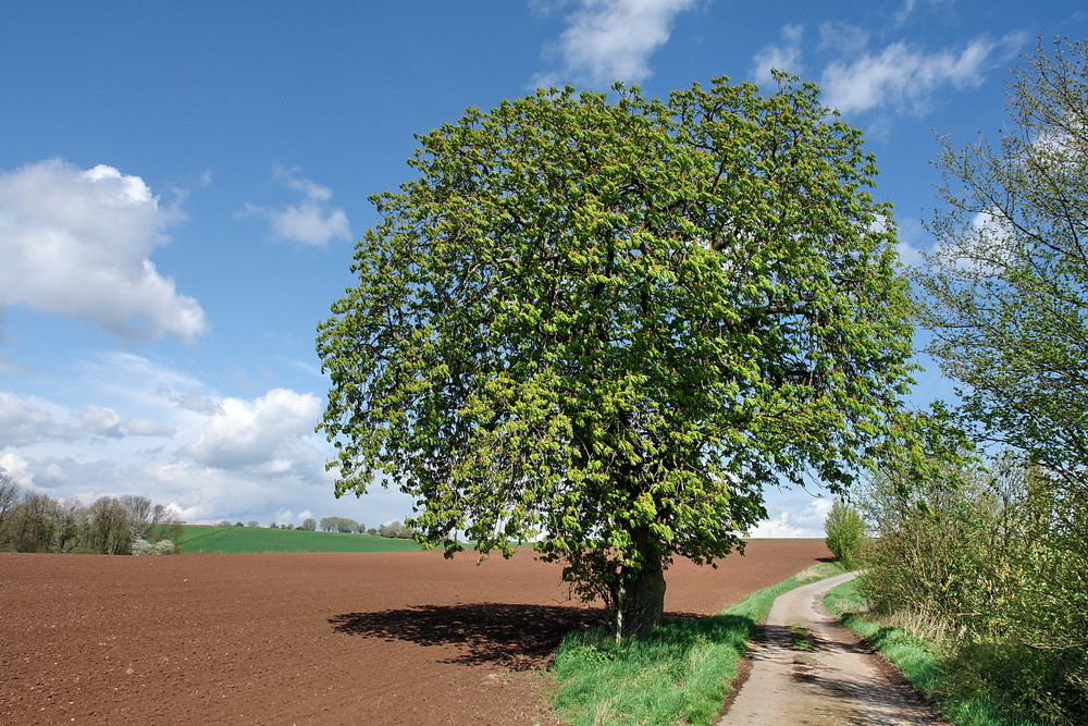 Frühlingsstimmung