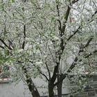 Frühlingsstimmung /Baumblüte