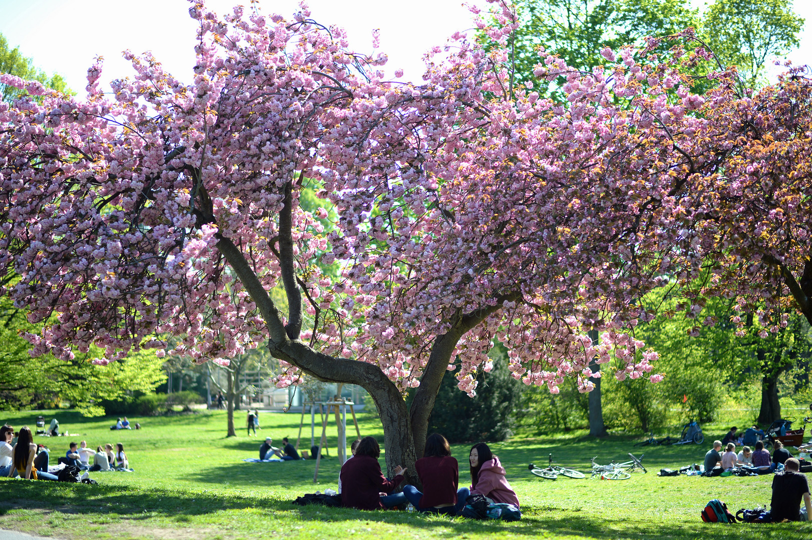 - Frühlingsstimmung -