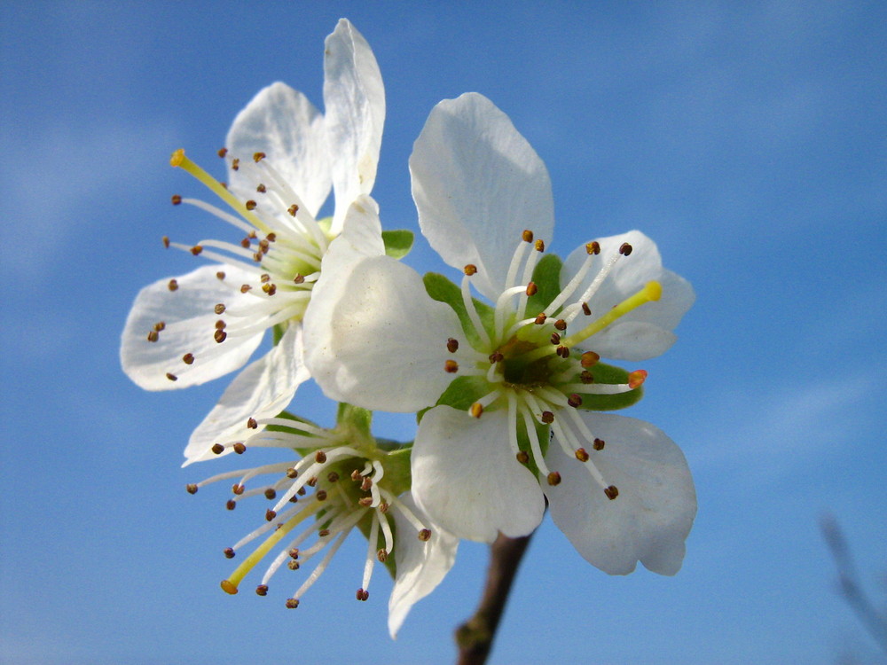 Frühlingsstimmung