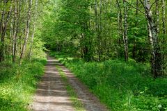 Frühlingsstimmung im Birkenwäldchen