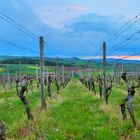 Frühlingsstimmung in den Umstädter Weinbergen mit Blick auf den Otzberg