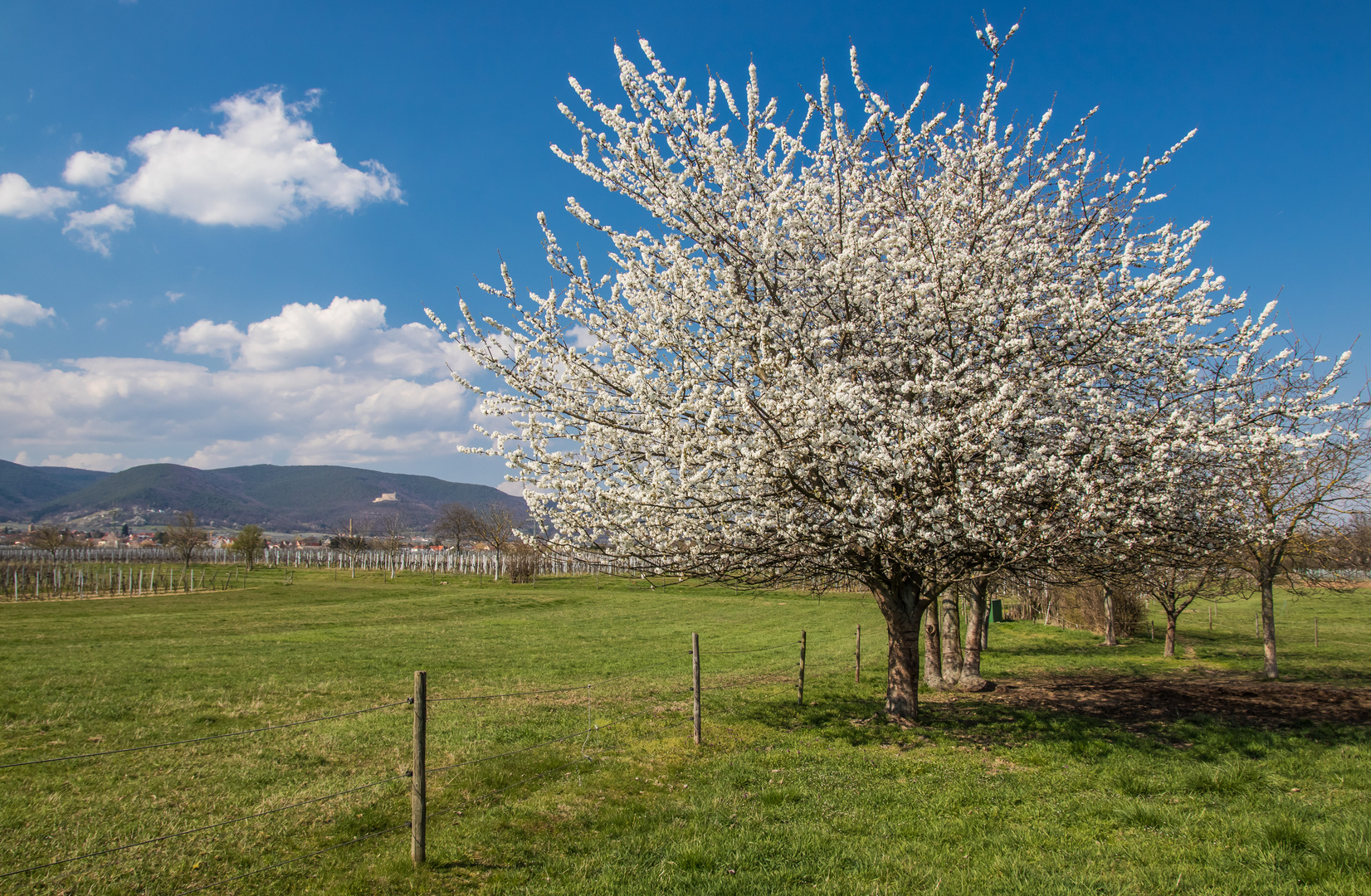 Frühlingsstimmung in der Pfalz