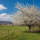 Frühlingsstimmung in der Pfalz