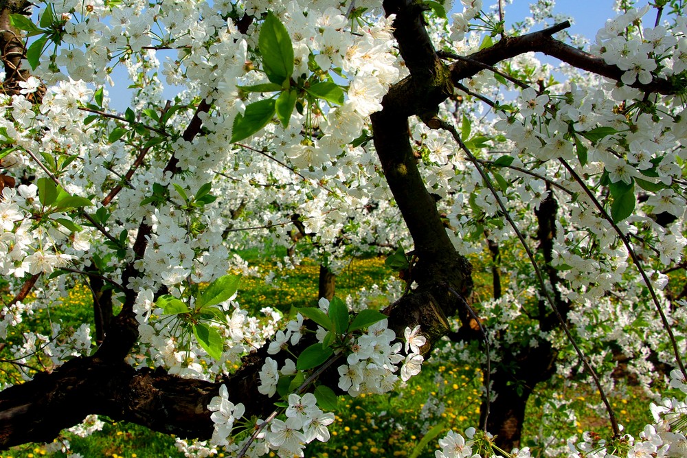 Frühlingsstimmung in Freinsheim